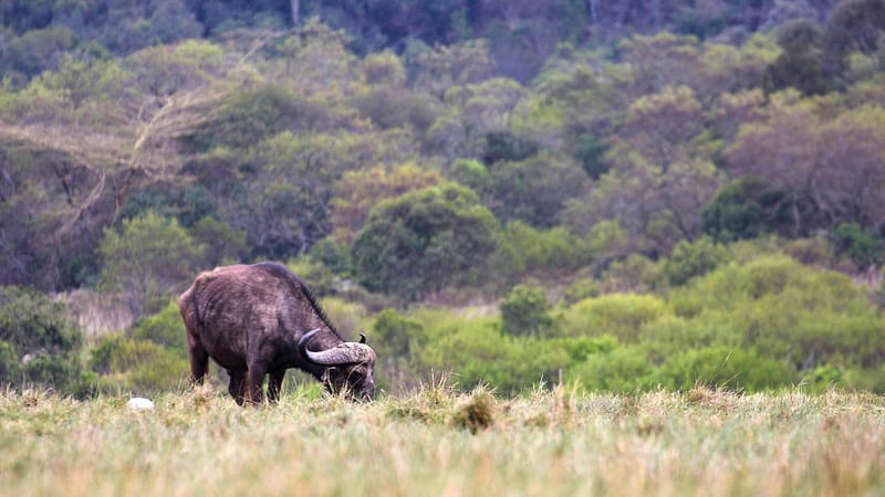 Wildlife at Arusha National Park