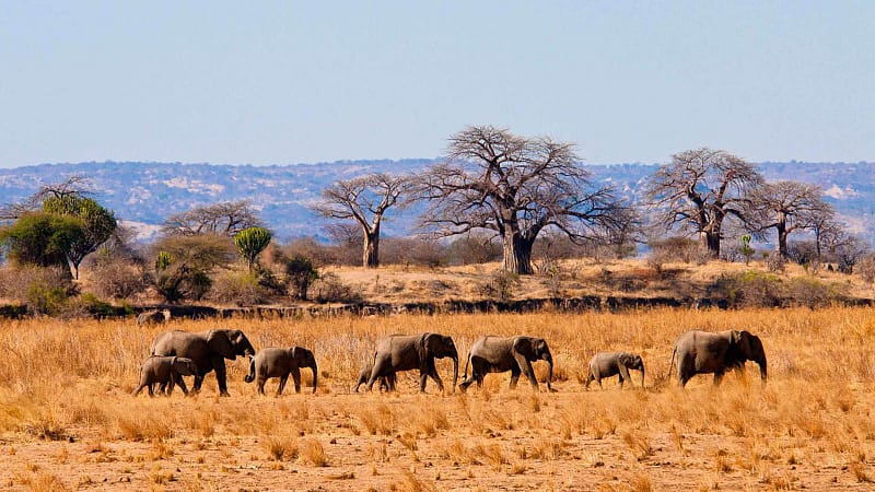 Elephants traversing Tarangire National Park