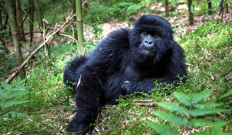 Up close with these majestic creatures on a Gorilaa trekking safari