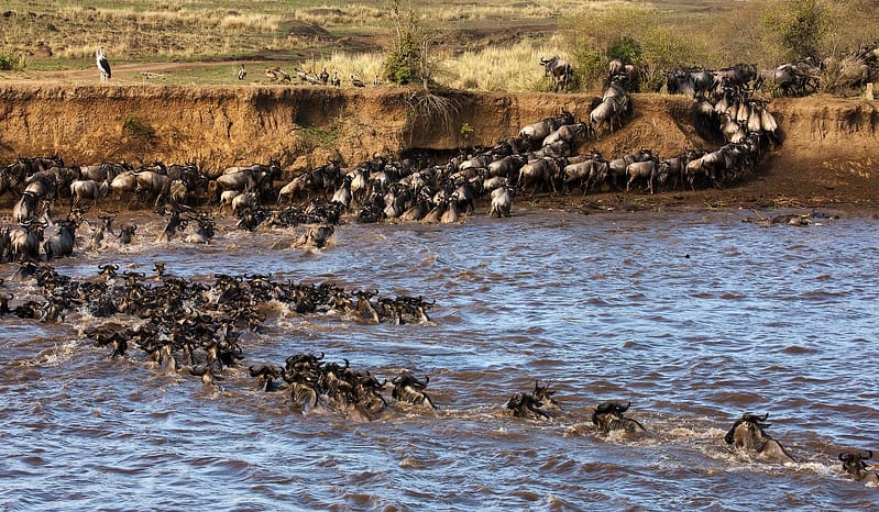 Understanding Great Migration safari and the river crossings