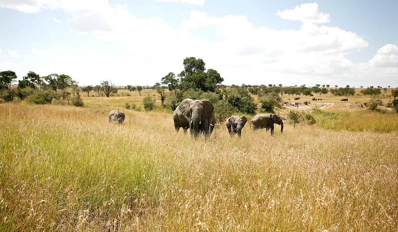 Embark on a 7-day Big Five Tanzania Safari to spot Africa's iconic wildlife