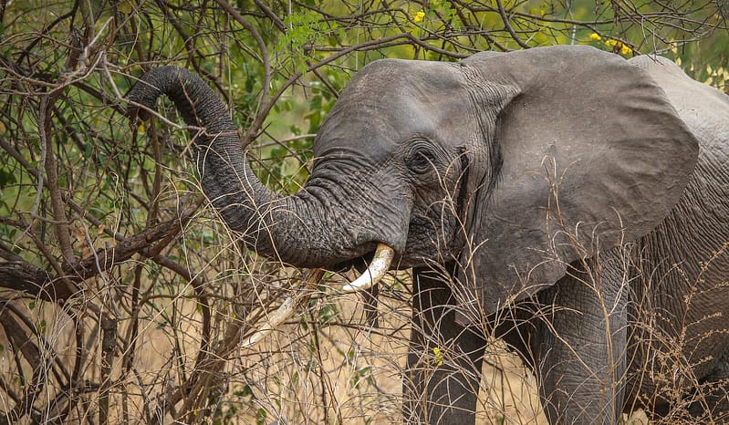 Elephant grazing in Nyerere National Park
