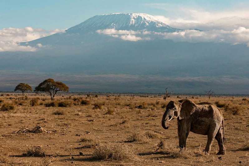 Spot the famous amboseli elephant on a Kenya Tanzania safari