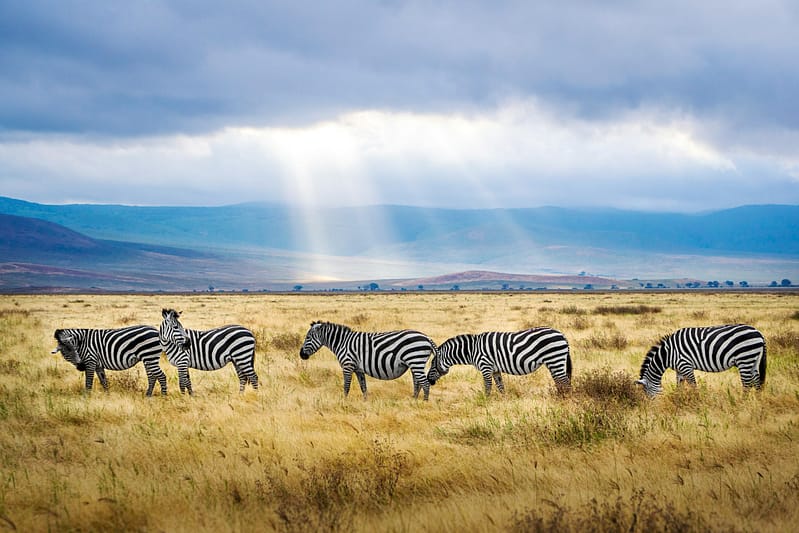 Discover wildlife at the floor of Ngorongoro Crate on our 3-day Tanzania Safari