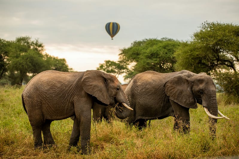 Spot herds of elephants in Serengeti on a Tanzania Safari