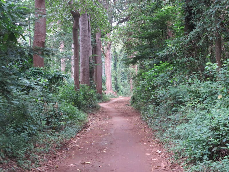 Rau Forest Nature Reserve Day Trip